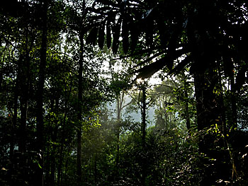 Asienreisender - Rainforest in Khao Sok National Park, Thailand