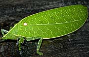 Asienreisender - Leaf Insect