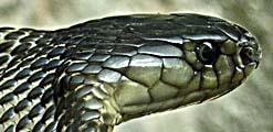 Asienreisender - Cobra Snake's Head