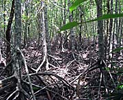 Inside a Mangrove Swamp