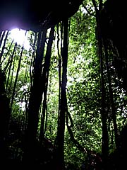 Asienreisender - In the Rainforest
