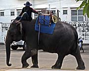Asienreisender - Elephant on the Street