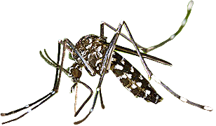 Aedes Albopictus, Asian Tiger Mosquito