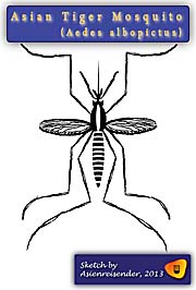 Asian Tiger Mosquito, Aedes Albopictus, Sketch by Asienreisender