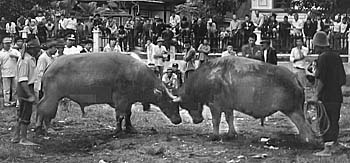 Buffalo Fight in Sumatra by Asienreisender