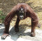 Orangutan by Asienreisender