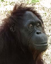 Female Orangutan by Asienreisender