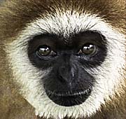 Gibbon in Trang by Asienreisender