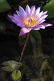 Lotos Flower by Asienreisender