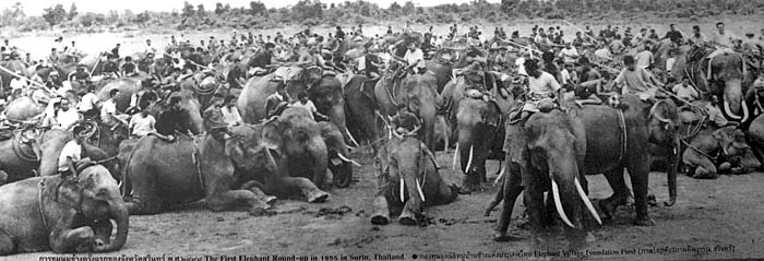Elephants in Surin, Thailand, 1955 by Asienreisender