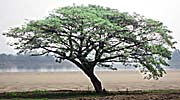 A Banyan Tree by Asienreisender