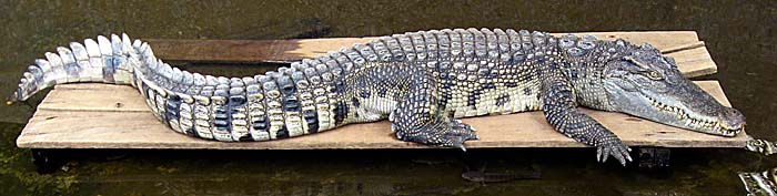 Crocodile in Isaan by Asienreisender