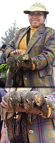 Market Woman selling Squirrels by Asienreisender