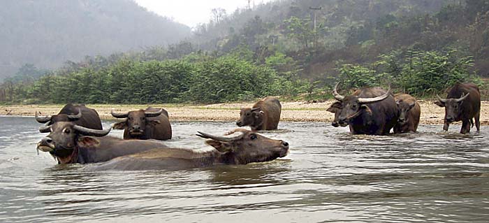 Water Buffalos in Kok River by Asienreisender