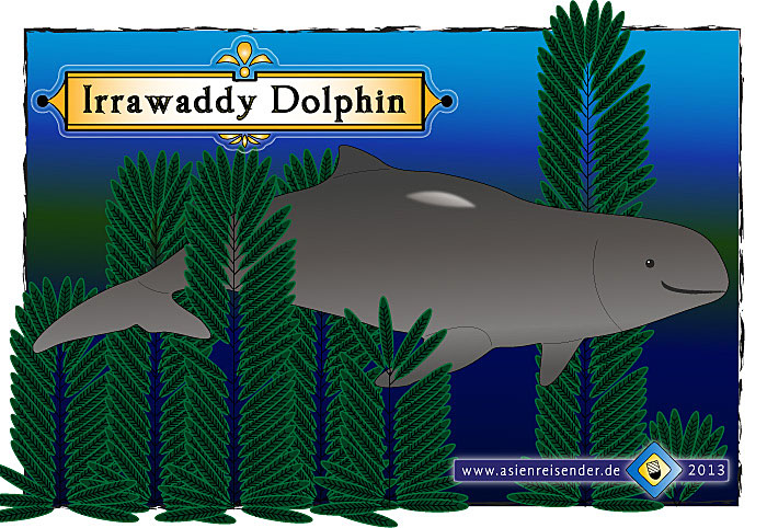 Sketch of an Irrawaddy Dolphin by Asienreisender