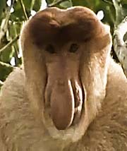 Long-Nosed Monkey on Borneo