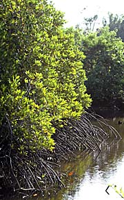 Mangroves by Asienreisender
