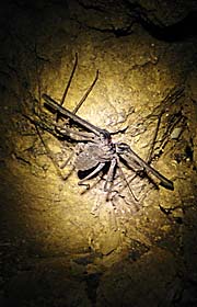 Strange Spiderkind of Animal in Kbal Romeas Cave by Asienreisender
