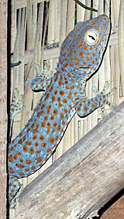 Tokay Gecko in a Bungalow on Rabbit Island / Koh Tonsay by Asienreisender