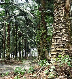 'Palm Oil Plantation in Malaysia' by Asienreisender