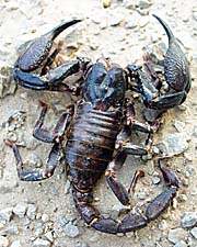 'A Black Scorpion' by Asienreisender