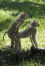 'Macaque Monkeys at Wat Phnom' by Asienreisender
