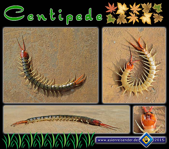 'Photocomposition Centipedes' by Asienreisender