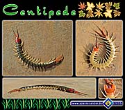 'Centipedes' by Asienreisender