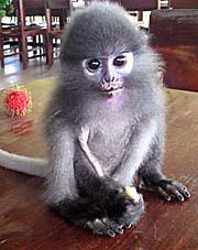 'Small Monkey' by Asienreisender