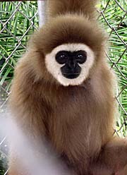 'Gibbon' by Asienreisender