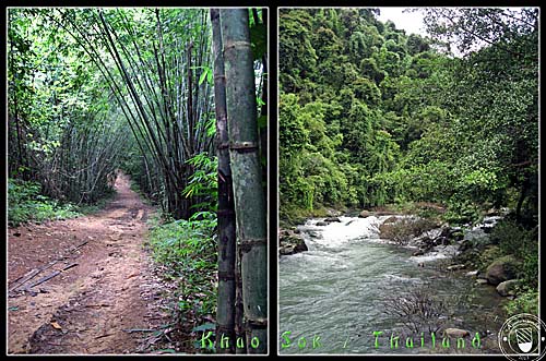 'Trecking / Hiking in Khao Sok National Park' by Asienreisender
