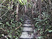 'Steps upwards through the Jungle' by Asienreisender