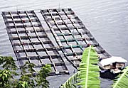 Fish Farms / Aquafarming on Lake Toba by Asienreisender