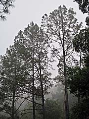 'Pine Trees on Kirirom Mountain' by Asienreisender