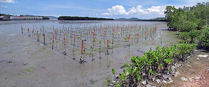 'Mangrove Reforestation in Ream National Park | Sihanoukville | Cambodia' by Asienreisender