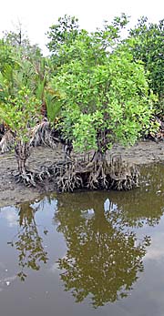 'Mangrove Tree in Ream National Park | Sihanoukville | Cambodia' by Asienreisender