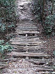 'Simple Bridge in the Forest' by Asienreisender