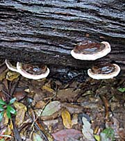 'Wood Mushrooms on a Fallen Tree' by Asienreisender