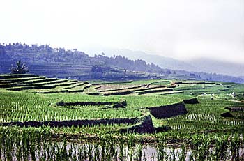 'Rice Terraces in Sumatra' by Asienreisender