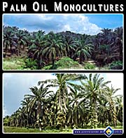 'Palm Oil Monocultures in Southeast Asia' by Asienreisender