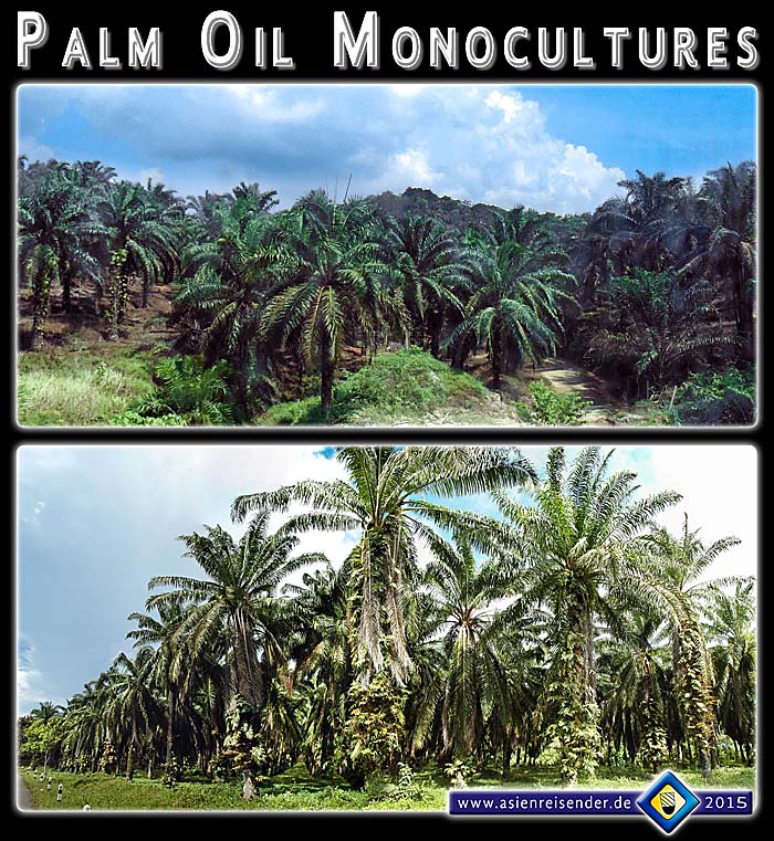 'Photocomposition Palm Oil Monocultures' by Asienreisender