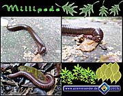 'Millipedes' by Asienreisender