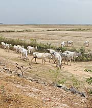 Cambodian Cattle by Asienreisender