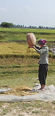 Rice Processing on the Field by Asienreisender