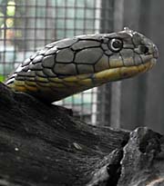'Model of a King Cobra' by Asienreisender