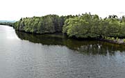 'Mangrove Forests at a River in Sihanoukville' by Asienreisender
