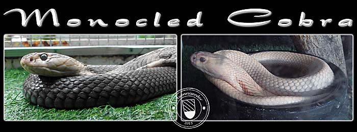 Photocomposition 'Monocled Cobras' by Asienreisender
