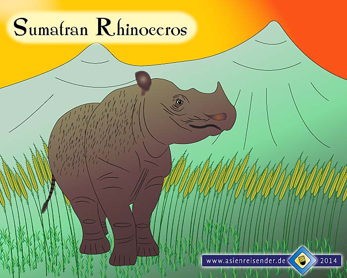 'Sumatran Rhinoceros' by Asienreisender