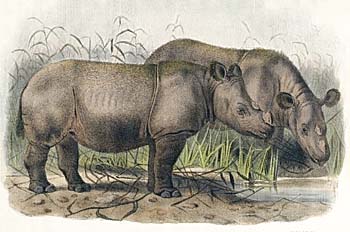 A Sumatran Rhinoceros in the Zoo of London, Painting 1872