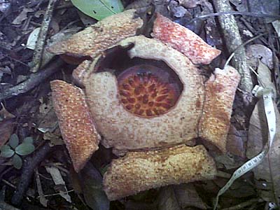 'Rafflesia Arnoldii' by Asienreisender